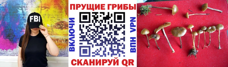 Галлюциногенные грибы Magic Shrooms  Суджа 